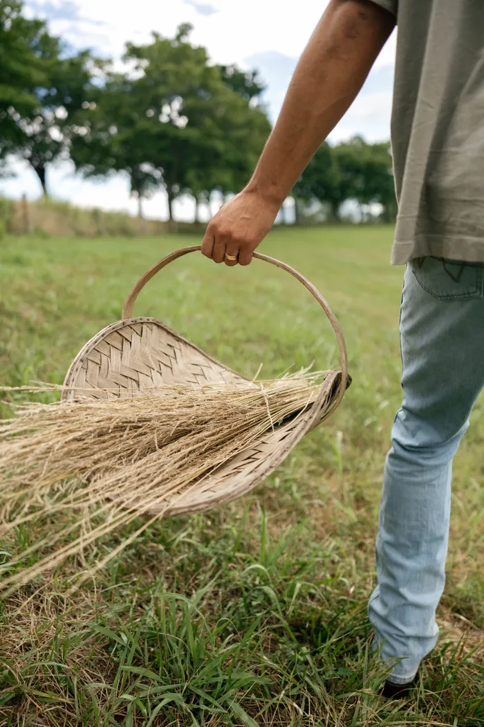 A hand carrying a basket of freshly cut wheat across a field
