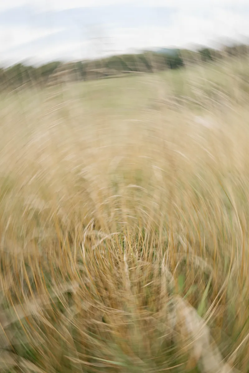 Golden grass swaying in a field at Maranatha Farms